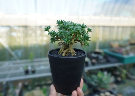 トリコディアデマ ステラツム　Trichodiadema stellatum  No.4