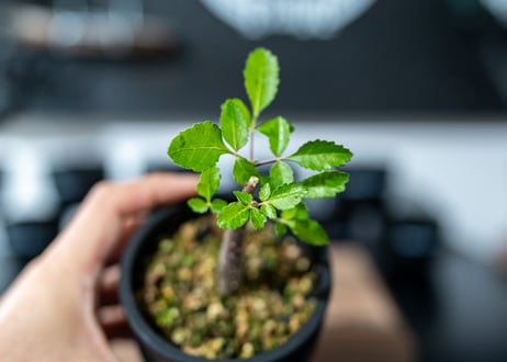ブルセラ ヒンドシアナ Bursera hindsiana　沖縄実生