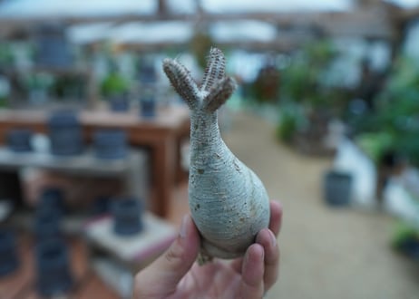 【抜き苗】パキポディウム　グラキリス　 Pachypodium Gracilius  No.9