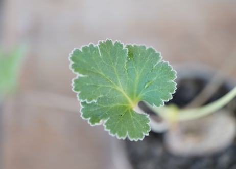 Pelargonium lobatum