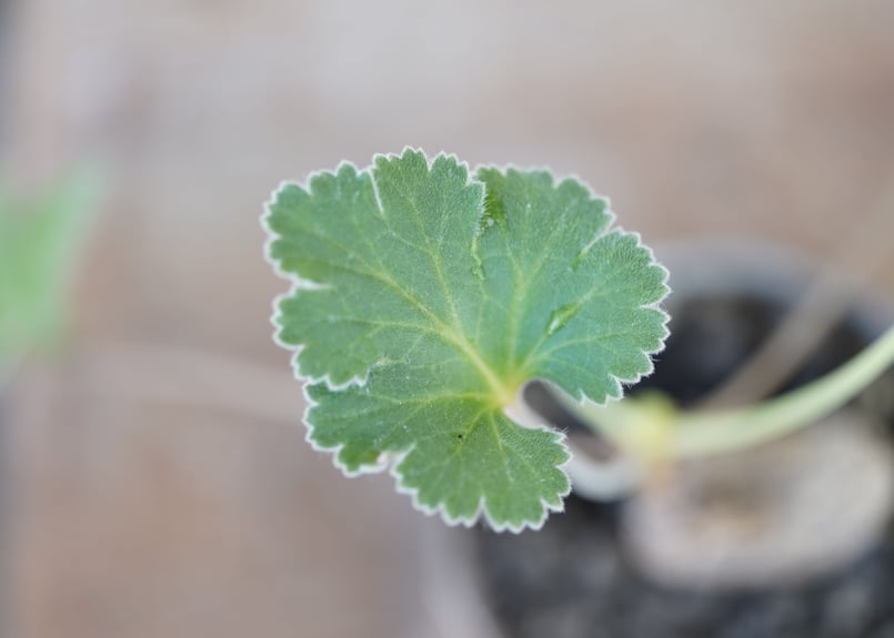 ペラルゴニウム ロバツム検索（塊根植物パキポディウム グラキリス アガベ ） isla del pescado - Pelargonium lobatum-ペラルゴニウム・ロバツム