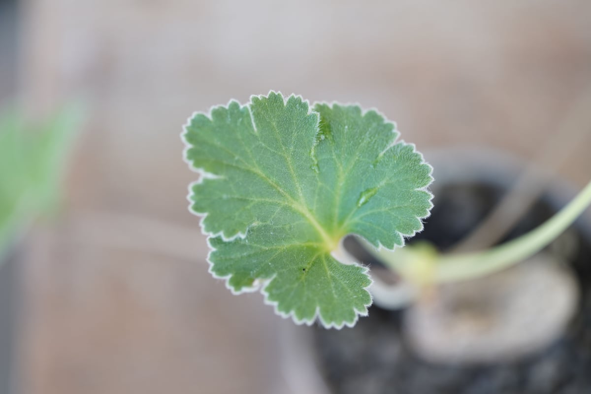 Pelargonium lobatum | mana's farm:塊根植物・アガベ・ドライガ