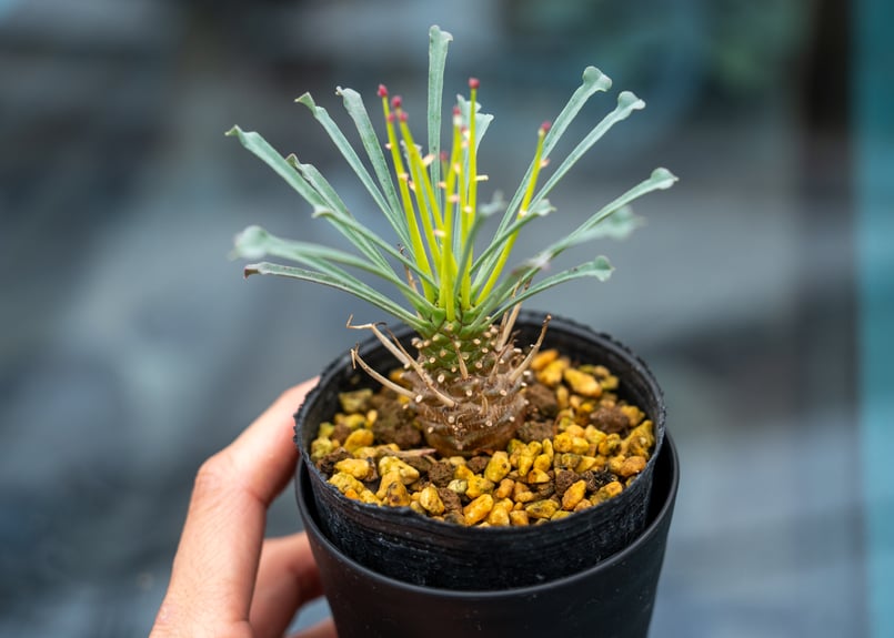 ユーフォルビア ムルチフォリア | mana's farm:塊根植物・アガベ