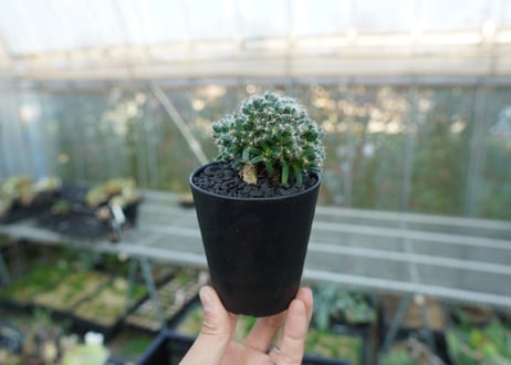 トリコディアデマ　デンサム　Trichodiadema densum  No.2