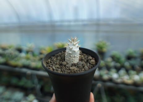 パキポディウム　デンシフローラム Pachypodium densiflorum  No.1