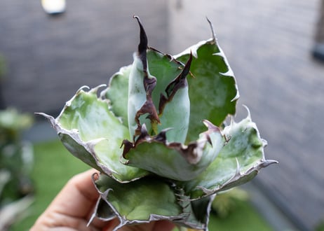 Agave B&B  №5