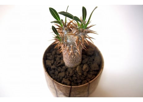 パキポディウム ロスラーツム　 Pachypodium rosulatum  france pot