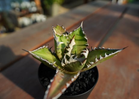 アガベ　チタノタ　レッドキャットウィーズル　Agave titanota Red catweezle　No.4