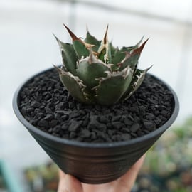 homemaker　アガべ＆サボテン２種 Agave アガベ | plants MARU ー 多肉植物・サボテン・園芸グッズ