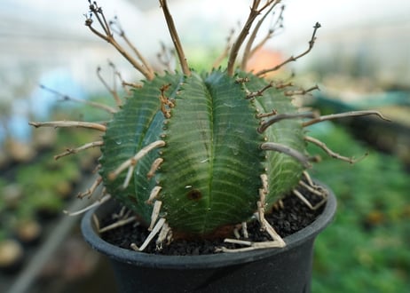 ユーフォルビア　スーパーバリダ　Euphorbia super valida  No.3