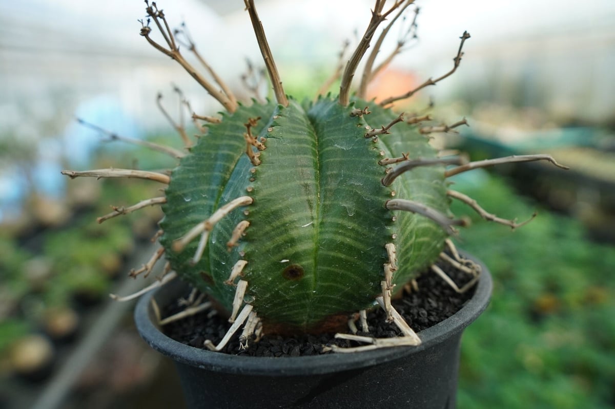 ブラックバリダ×スーパーバリダ実生