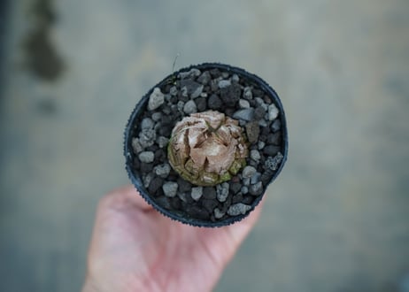 亀甲竜　Dioscorea elephantipes　No.1