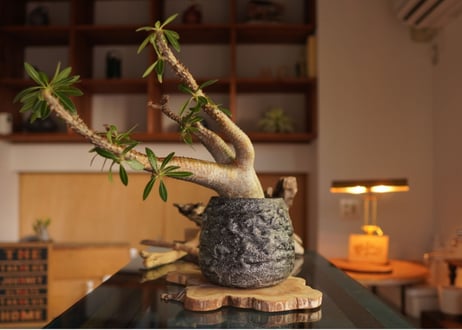 パキポディウム マカイエンセ　Pachypodium makayense