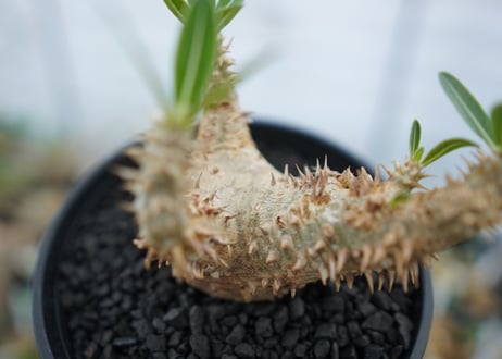 パキポディウム　デンシフローラム　Pachypodium densiflorum　No.2