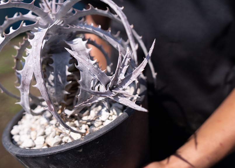 Dyckia goehringii Super White 超希少 | mana's farm