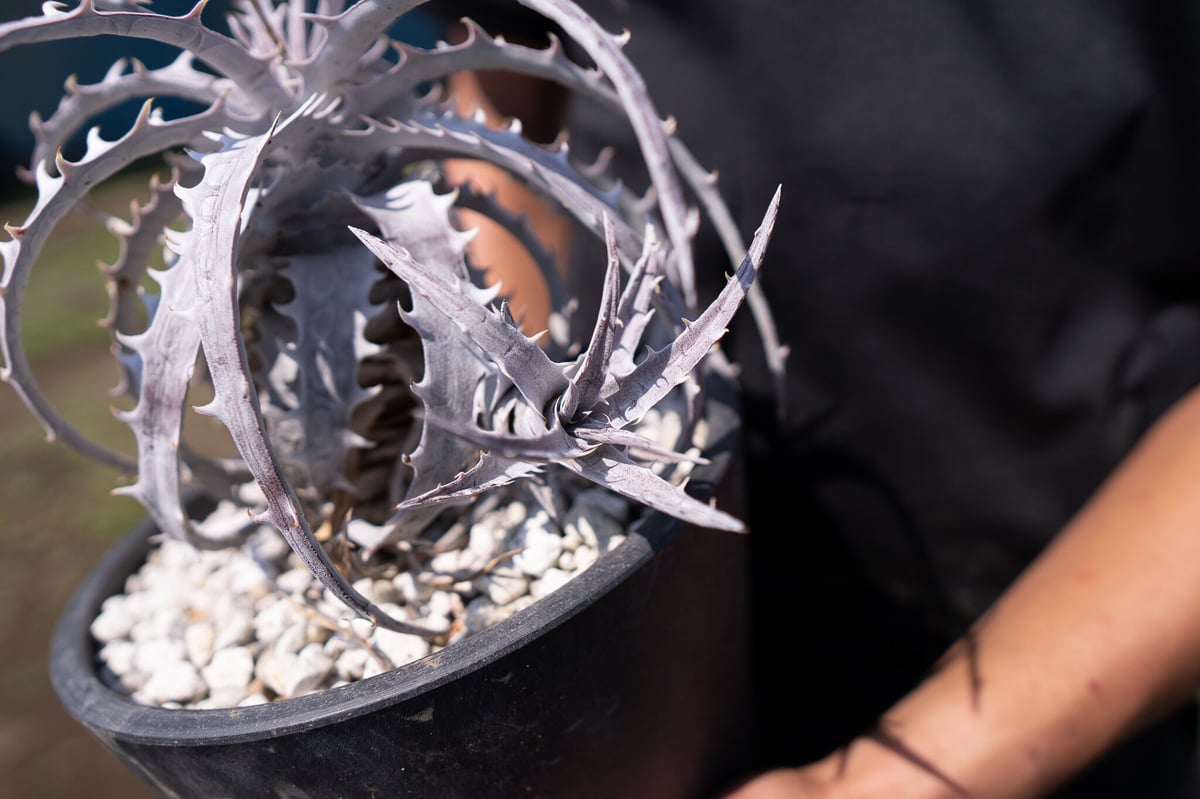 ディッキア goehringii ゴエリンギー　ドライガーデン Dyckia goehringii（ディッキア・ゴエリンギー）の栽培記録 – ゆるぷ