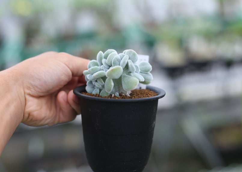 多肉植物 エケベリア プルビナータフロスティ錦 斑入り 綴化 極上