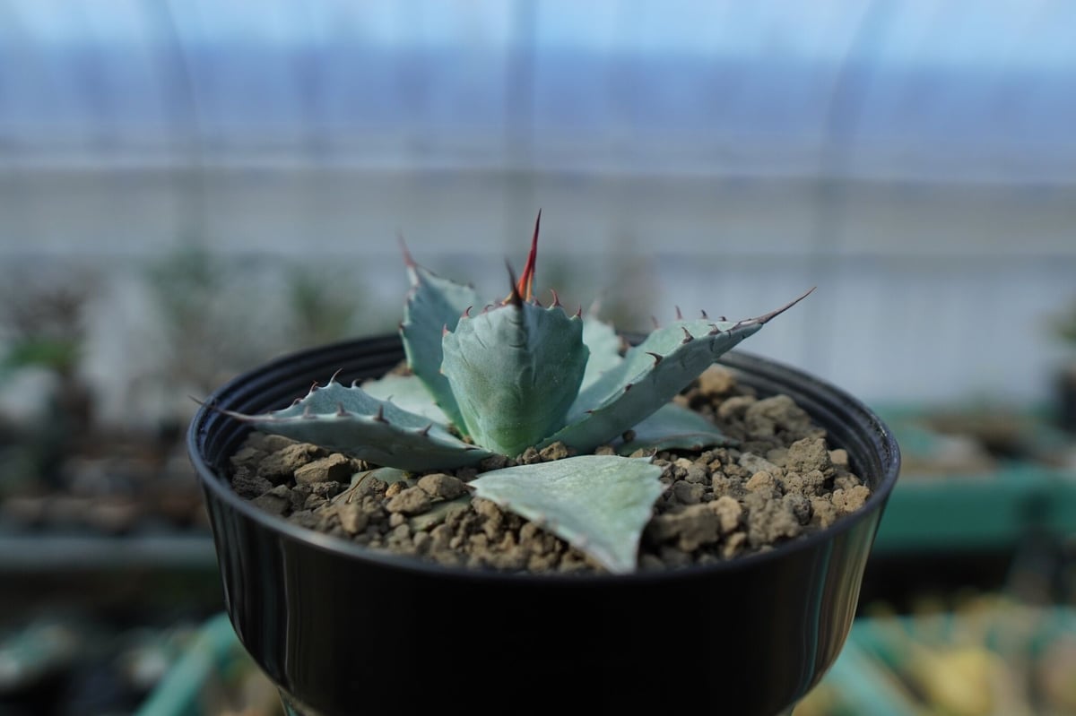 アガベ トライアンファント 大株 アガベ パラサナ ”トライアンファント” agave parrasana 