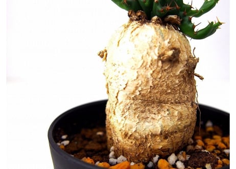 ユーフォルビア ステラータ 飛竜  Euphorbia stellata　№３