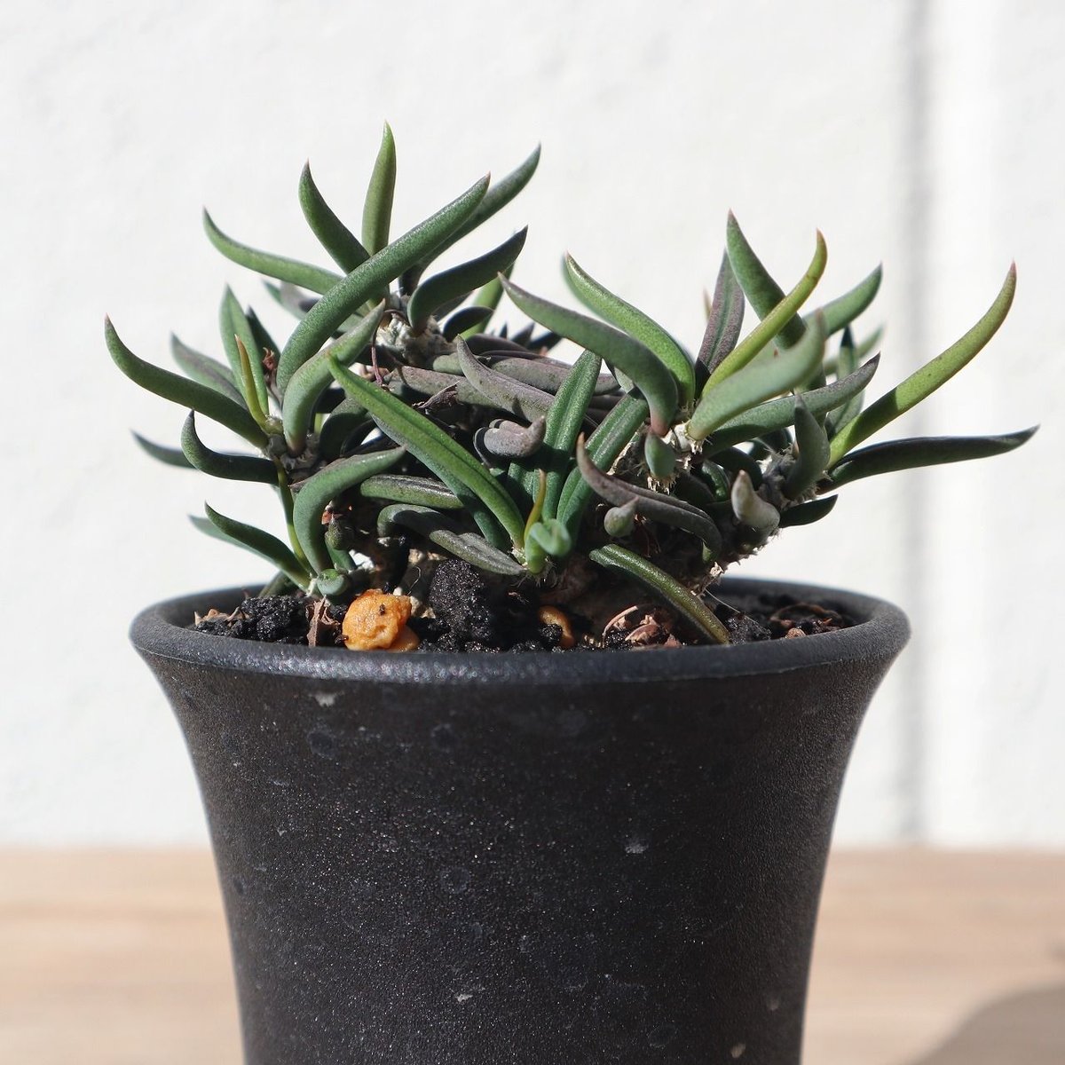 ユーフォルビア キリンドリフォリア | mana's farm:塊根植物