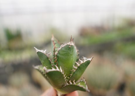 agave titanota　レッドキャットウィーズル　№3