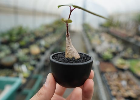 ペトペンチア　ナタレンシス　Petopentia natalensis  No.1