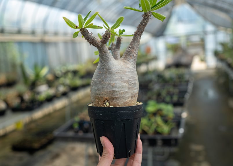 パキポディウム グラキリス No.16 | mana's farm:塊根植物・アガベ