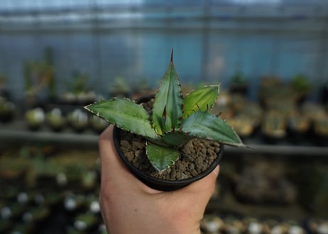 アガベ　チタノタ　Agave Titanota