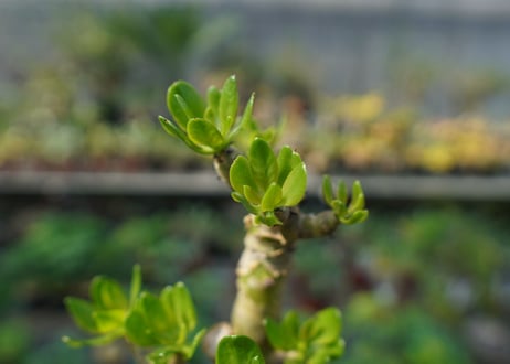 チレコドン　パニキュラータス　Tylecodon paniculatus