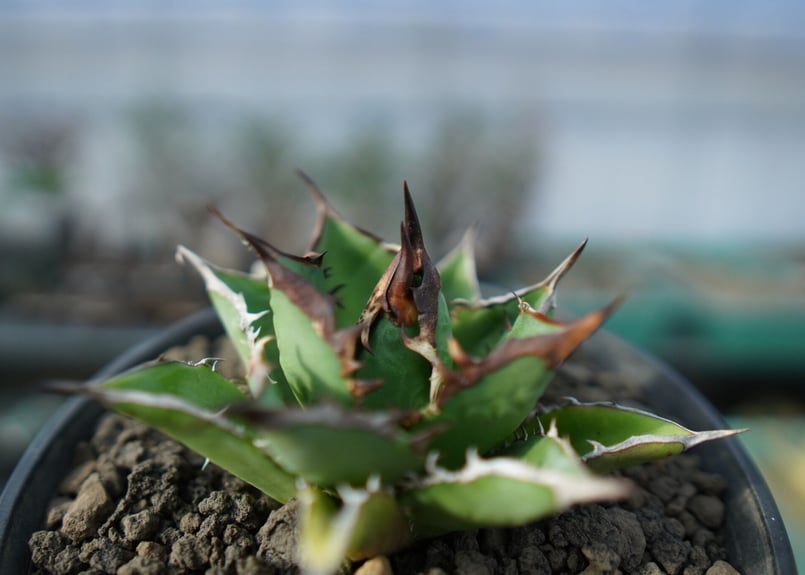 アガベ チタノタ 剣竜 agave titanota kenryu A4 | mana's f