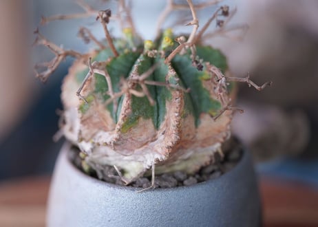 Euphorbia meloformis