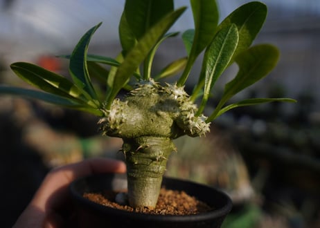 パキポディウムラメレイ台　恵比寿笑い接木　Pachypodium brevicaule