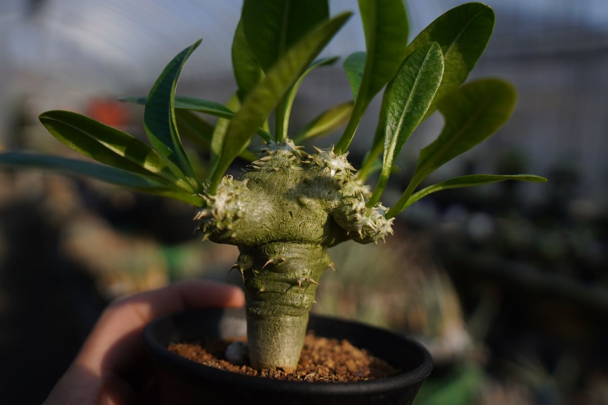 全国送料無料・イイ店 パキポディウムラメレイ台 Pachypodium 恵比寿笑い接木 塊根植物・コーデックス