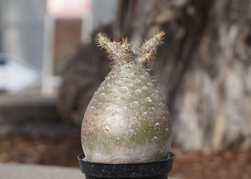 パキポディウム グラキリス No.8 | mana's farm:塊根植物・アガベ