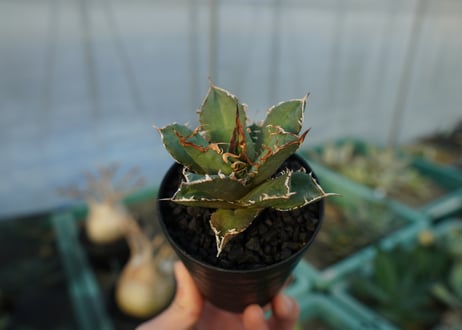 アガベ　チタノタ　FO-76　agave titanota  FO-76
