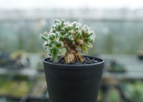 トリコディアデマ　デンサム　Trichodiadema densum  No.1