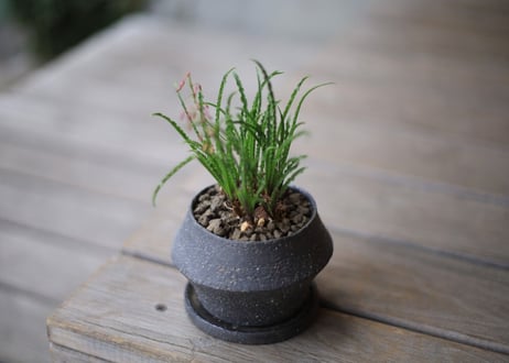 レデボウリア ウンドゥラータ　Ledebouria undulata