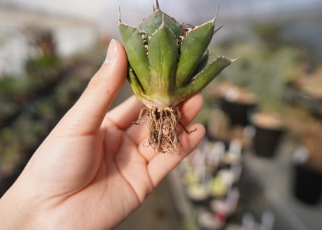 agave titanota FO-76  No.14
