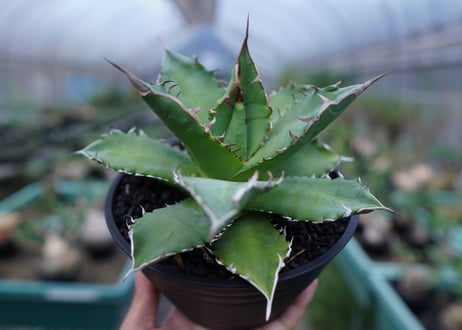 アガベ チタノタ 夕映厳龍　Agave titanota ”solareclipse"
