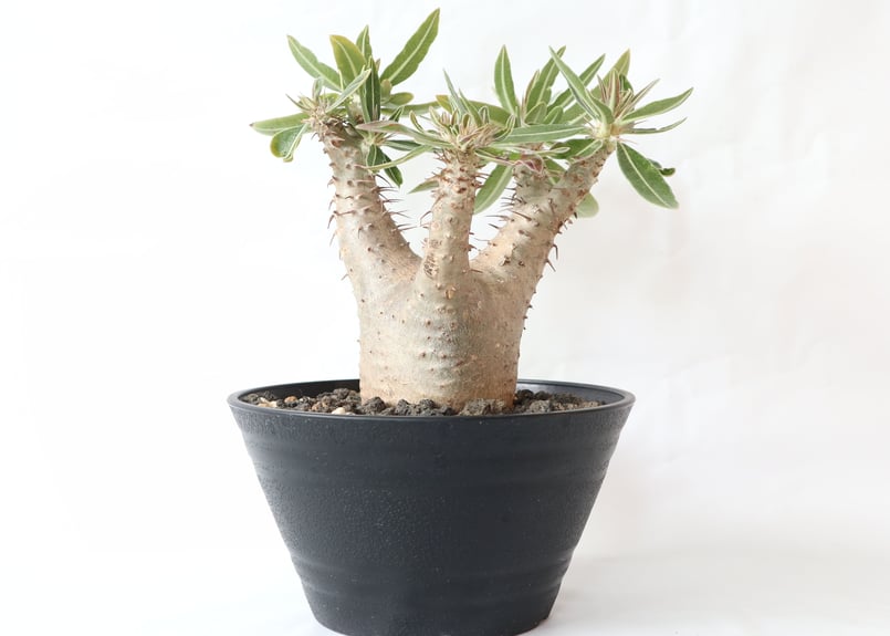 パキポディウム カクチペス | mana's farm:塊根植物・アガベ・ドライ