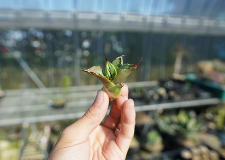 【抜き苗】アガベ　チタノタ　白鯨厳竜　Agave titanota White whale