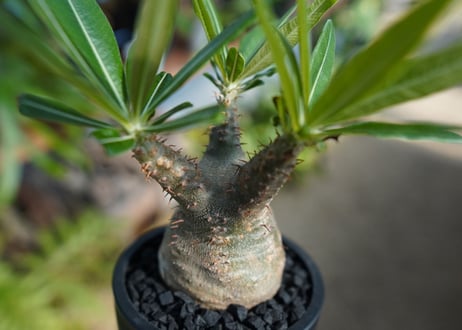 【発根管理中】パキポディウム　グラキリス　 Pachypodium Gracilius  No.8