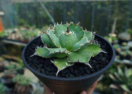 アガベ　チタノタ　フィリグリー　agave titanota filigree　No.2