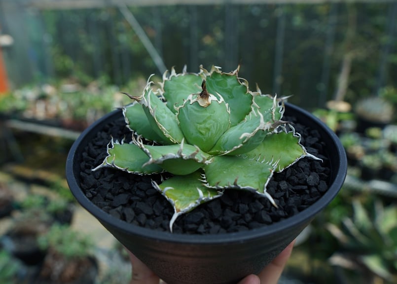 アガベ　チタノタ　オテロイ　フィリグリー　超ボールタイプ　コンパクト　14 アガベ チタノタ オテロイ フィリグリー ボールタイプ 14 アガベ