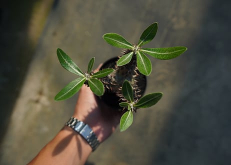 パキポディウム　デンシフローラム Pachypodium densiflorum   No.1
