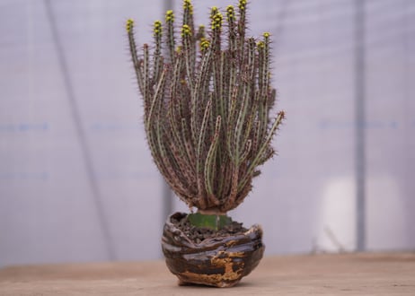 ユーフォルビア　アエルギノーサ　Euphorbia 　aeruginosa