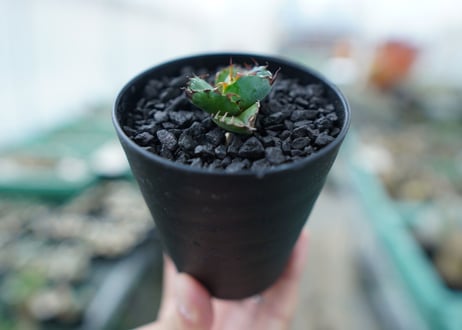 アガベ　チタノタ　 ブラックアンドブルー 　Agave titanota black and blue　No.2