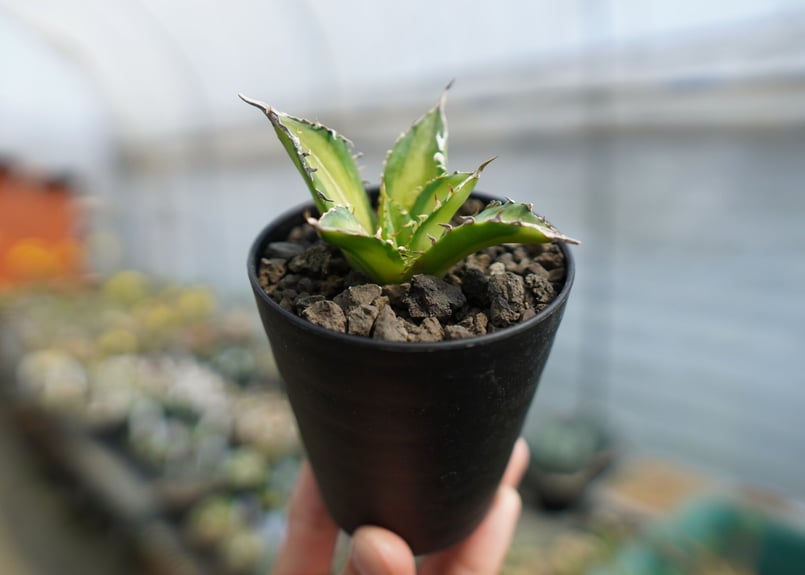アガベ チタノタ錦 Agave titanota Variegated | mana's fa