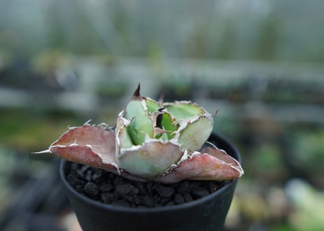 アガベ　チタノタ　 ブラックアンドブルー 　Agave titanota black and blue