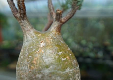 パキポディウム　グラキリス　 Pachypodium Gracilius  No.8
